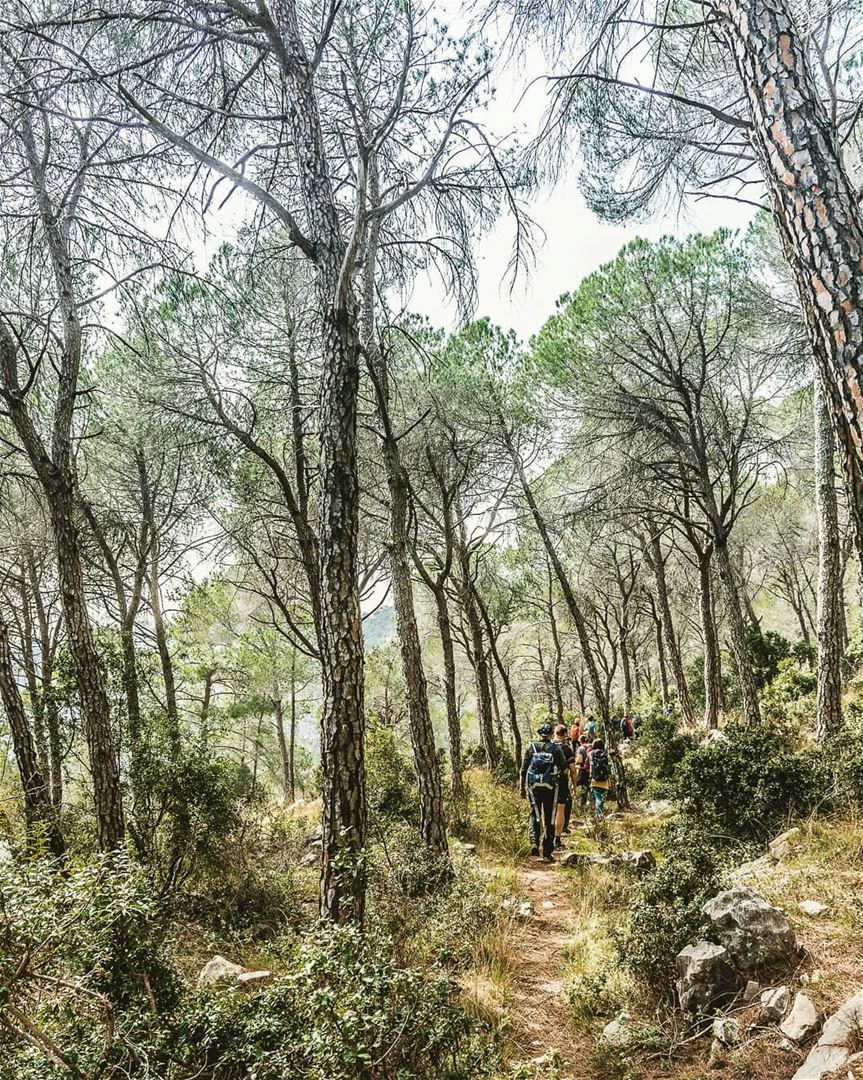 Which is better: walking between trees or between cars?   welivetoexplore ... (Beit Meri, Mont-Liban, Lebanon)