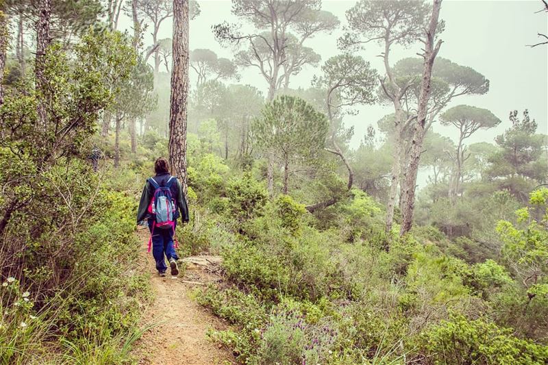 Which is better : walking in the fog or under the sun?... (Bkâssîne, Al Janub, Lebanon)