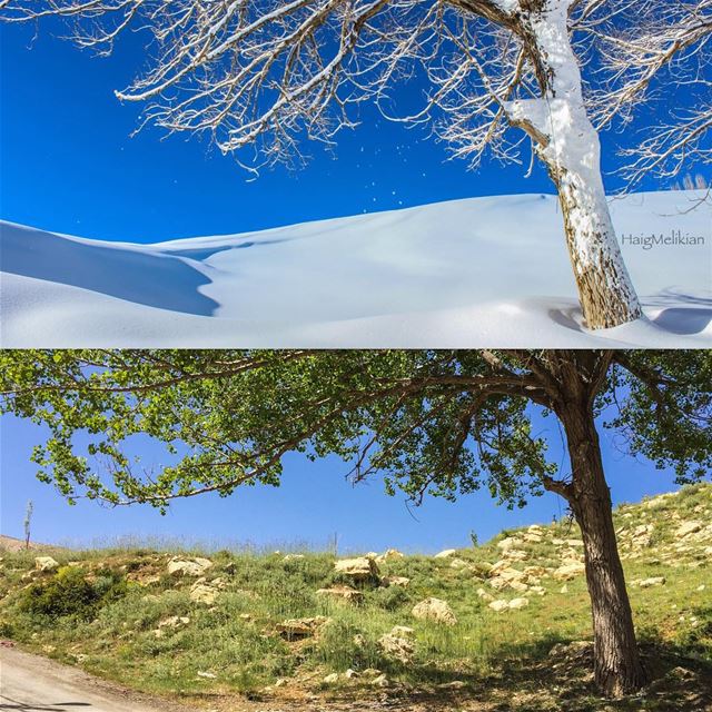 Which type are you? 🌲⛄️ Lebanon  whatsuplebanon  instagram  lebanon_hdr ... (Faraya Mzaar)