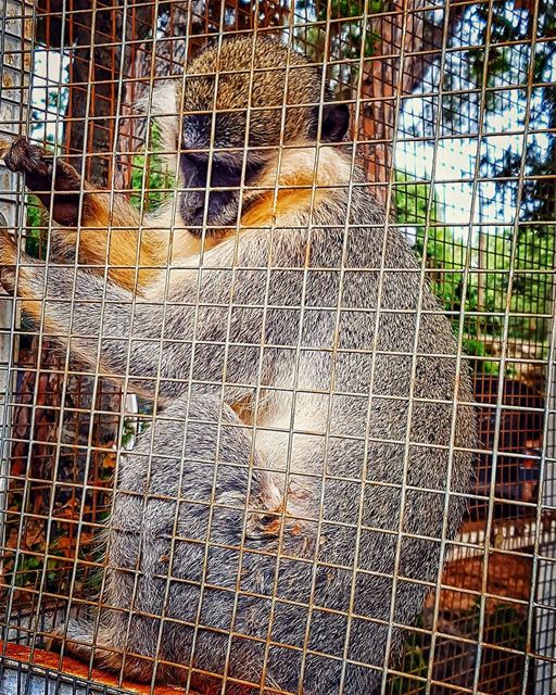 While having a  walk late afternoon, i met this sad  monkey in his  cage.... (Shailei)