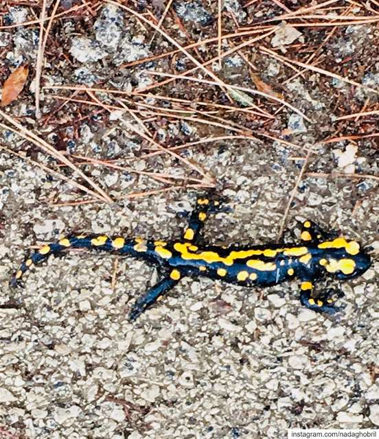 While walking this morning 💛  nature  lizard  beauty ... (Dahr Es-Suwan, Mont-Liban, Lebanon)