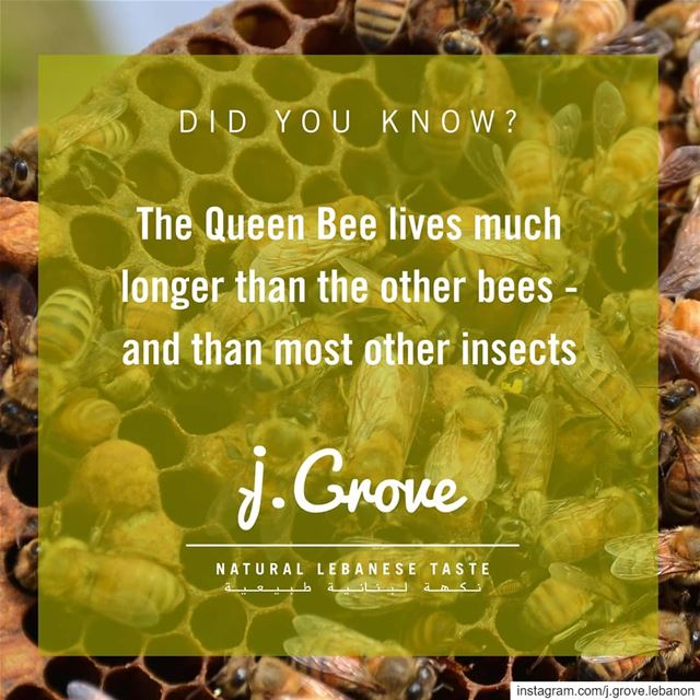 While worker bees live about 6 weeks on average, the  QueenBee can live...