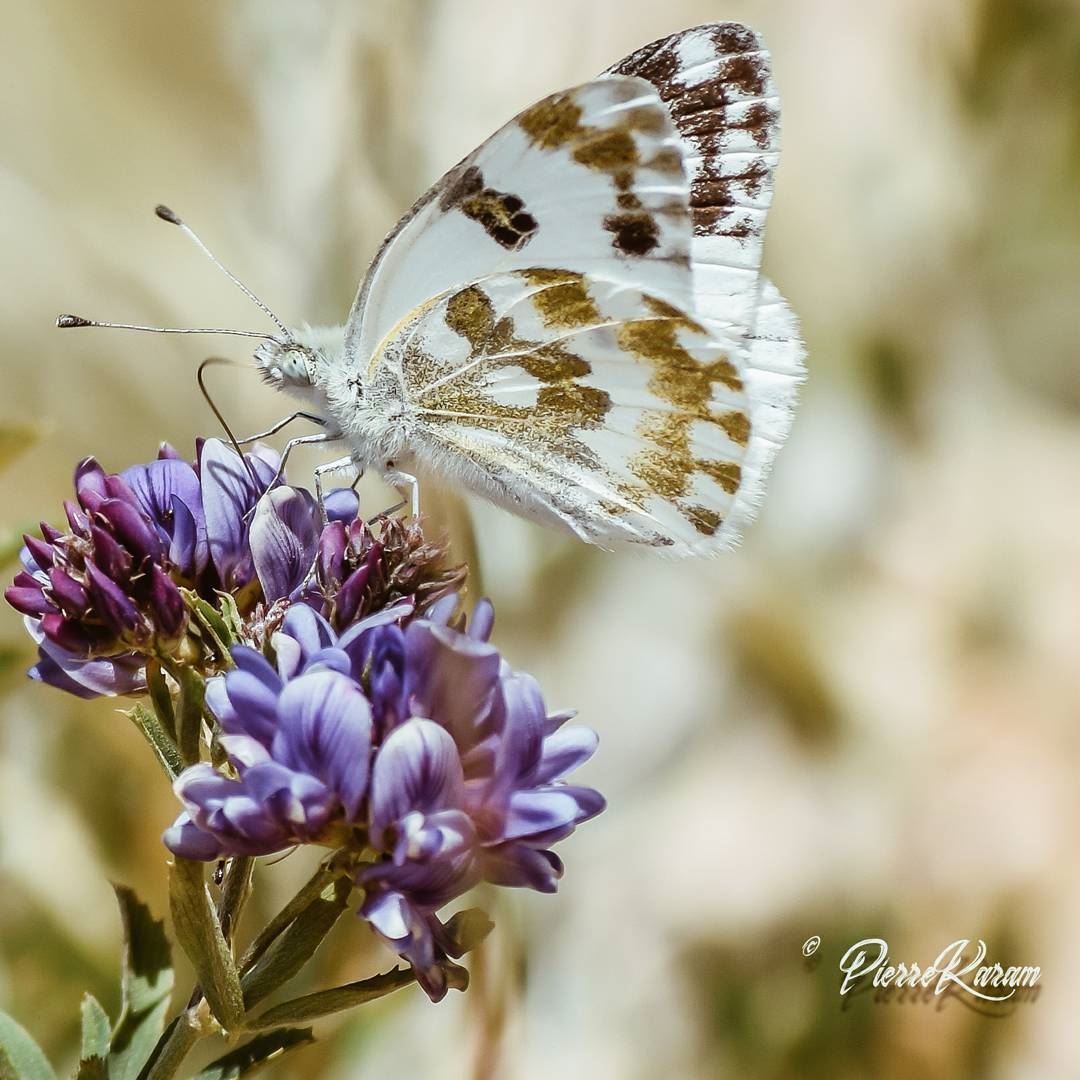  white and  gold  Butterfly ... naturephotography  nature...