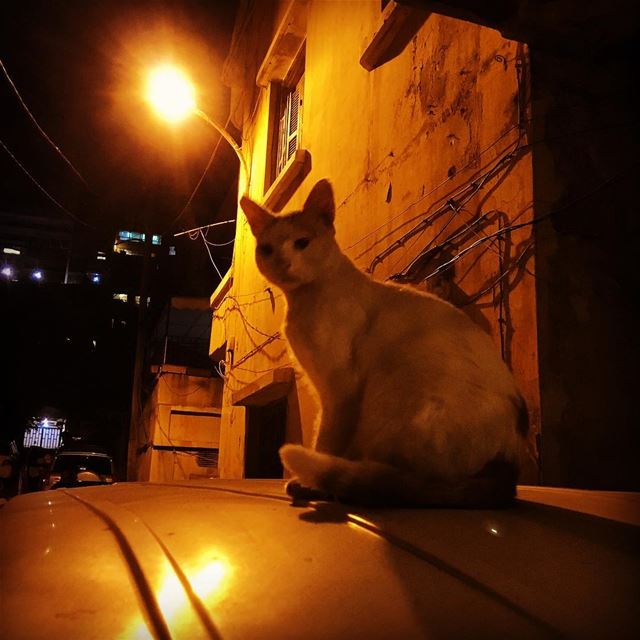 white  cat sitting on a van's  rooftop under the  moonlight and  sodium ...