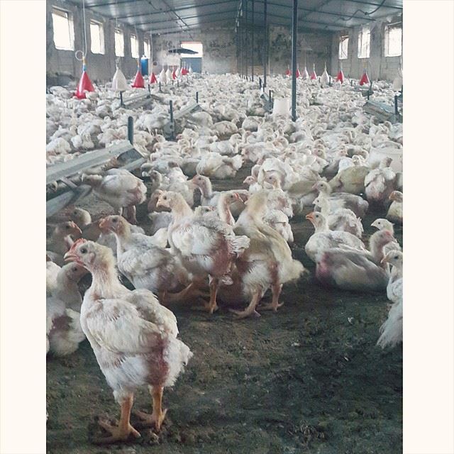  white  chicks  farm  southlebanon  lebanon  colorful  instagramhub ...