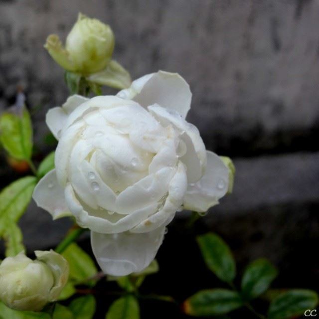  white  flower  rose  nature  garden  raindrops  Lebanon  iloveLebanon ...