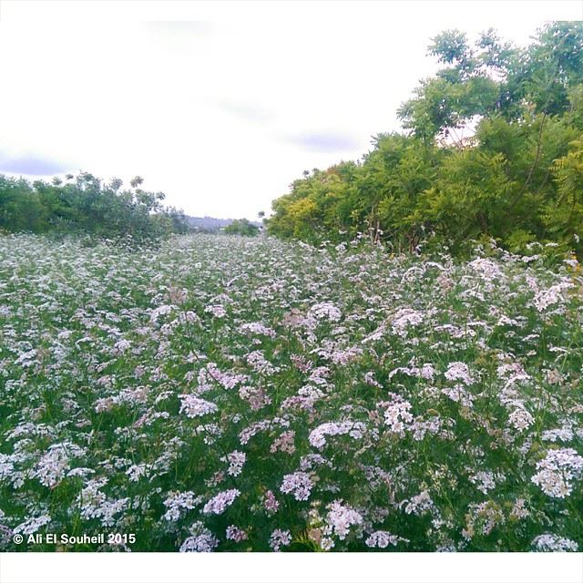  white  flower  trees  lebanese  nature  south_lebanon  southlebanon ...