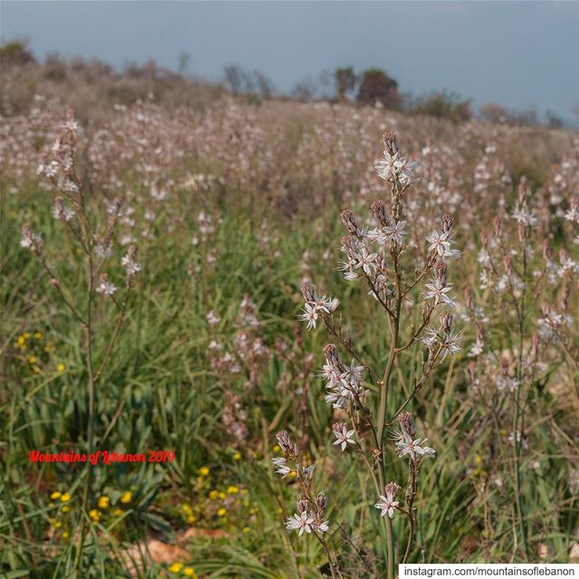 White flowers dancing in the wind, so typical of the North and most... (Ras Maska)