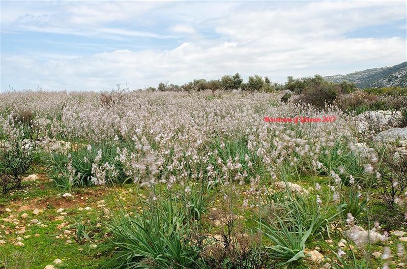 White flowers dancing in the wind... whitedaisies  whiteflowers ... (North Governorate)