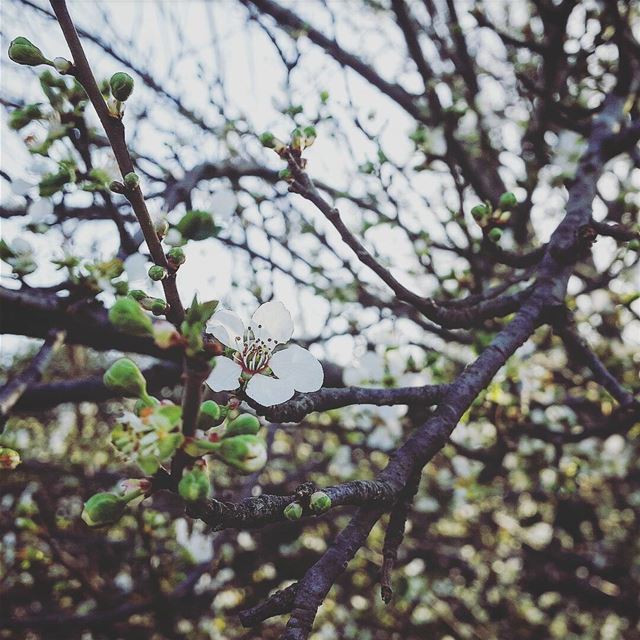  white  flowers  whiteflowers  trees  greens  spring  vibes ... (Zgharta)