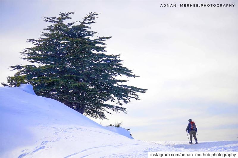 White lebanon 🇱🇧❤️ white akkar ❤️ snow  snowing  winter  TagsForLikes ... (محمية كرم شباط)