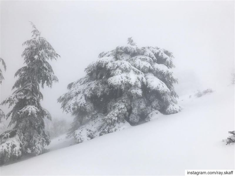 White‼️.... ............... lebanon  nature  landscape ... (All White)