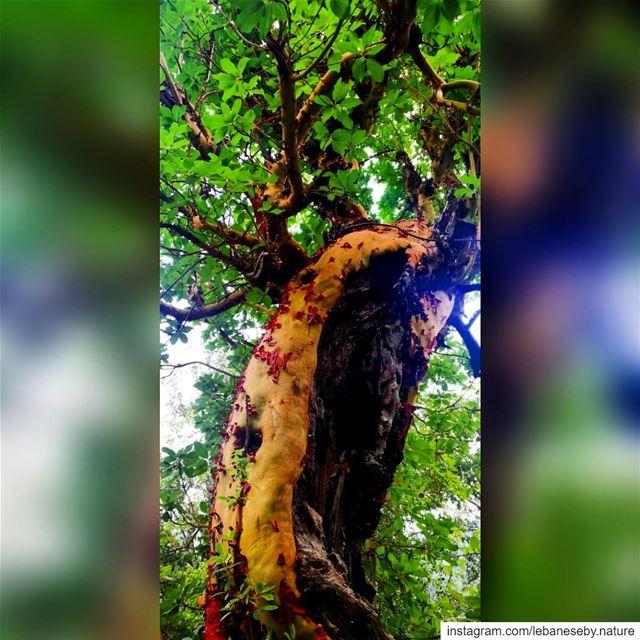 Who knows about this  beautiful  tree ?.. iknowaboutit  trees ... (Akkar)