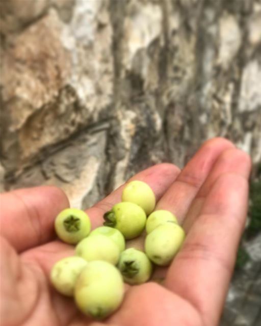 Who knows this fruit?? 😋  hanbaliss  lebanon  south  southlebanon  fruit ... (Nabatieh Governorate)