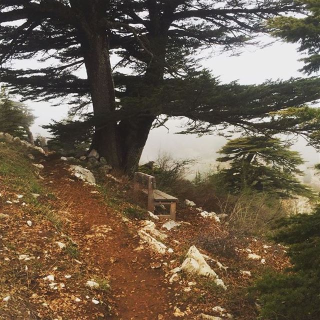 Who moved my bench?? 😡 Lebanon  lebanese  hike  hiking ... (Al Shouf Cedar Nature Reserve)