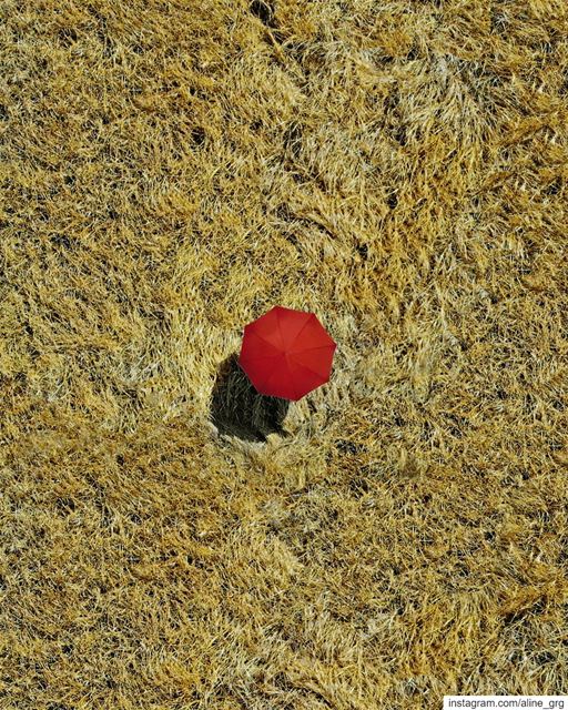 • ...  whpunexpected :  A Beach Umbrella in the Middle of Wheat !? ... ° ⛱... (Lebanon)