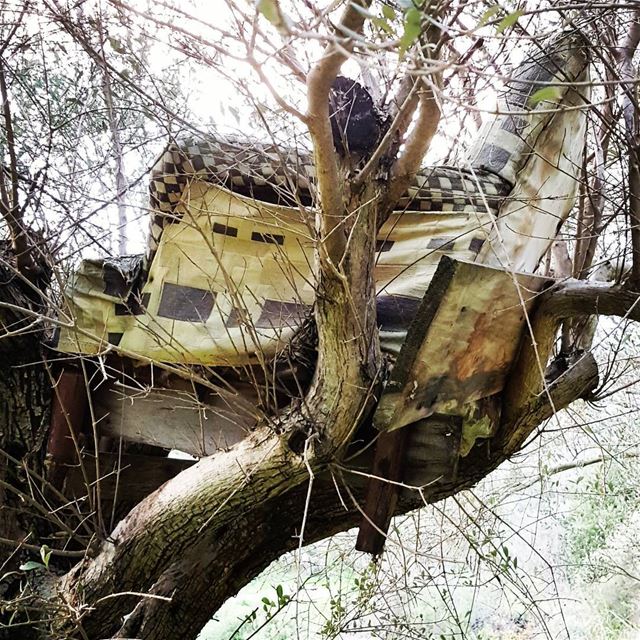 why should i sit under a tree when i can take it up a level or two ! a3l... (Btaaboura, Liban-Nord, Lebanon)