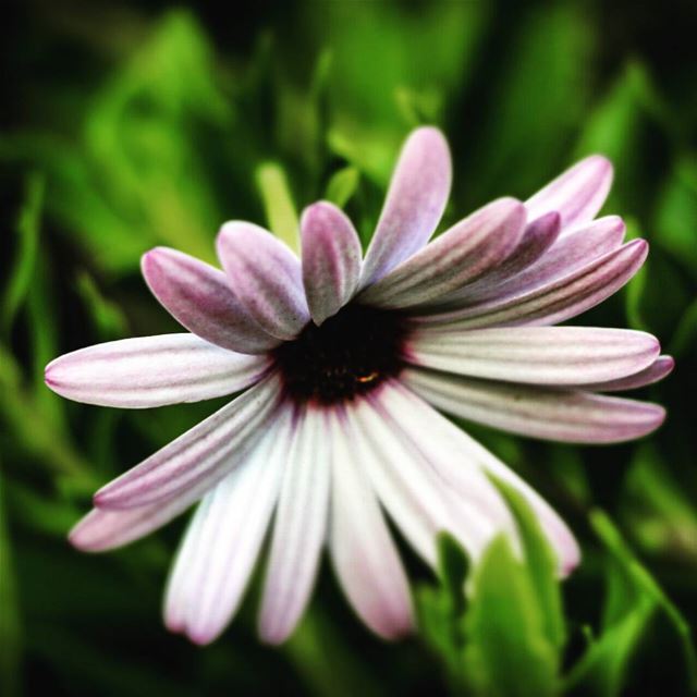 Why too shy !!  goodnight  flower  fleur  flora  white  purple  nature ...