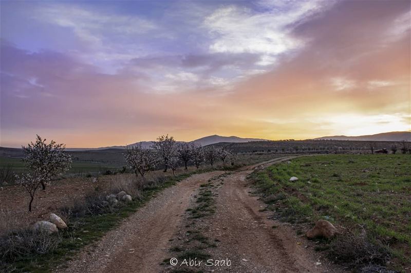 "Why two colors, put next to each others, sing?" Pablo Picasso  lebanon ... (Beqaa Governorate)