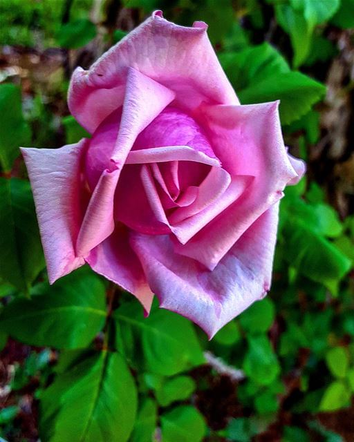 Why would a Rose be Red 🌷When it can be "Rose" 🌹💖... (Faraya, Mont-Liban, Lebanon)