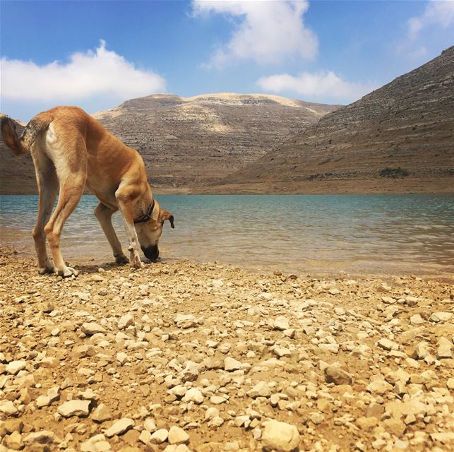 Wild and free 🐺❤️  yogi  life  adventure  travel  explore  hike  faraya ... (Faraya, Mont-Liban, Lebanon)