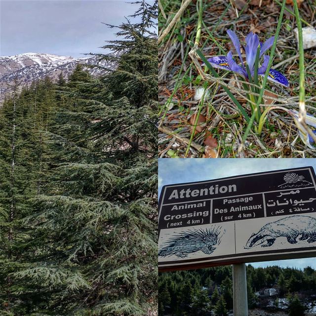 Wild iris spotted. I was hoping for an animal.😌 reserve ... (Al Shouf Cedar Nature Reserve)