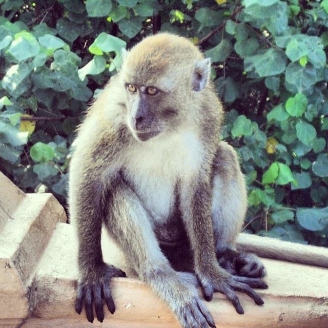 Wild life of Malaysia! monkey  igersMalaysia  igersKL  ilovemalaysia ...