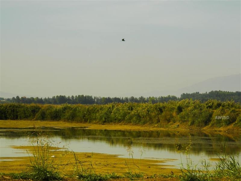  wild  life  water  bird  green  field  nature  lebanon  igers  instago ...