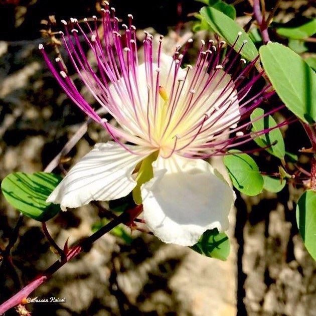  wildflower ...