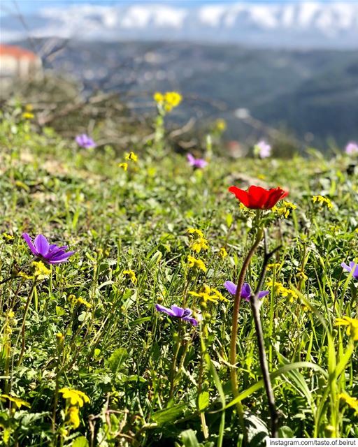 Wildflowers are in a hurry.  lebanese  livelovelebanon  visitlebanon ...