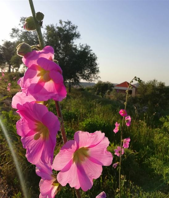  wildflowers  today village...