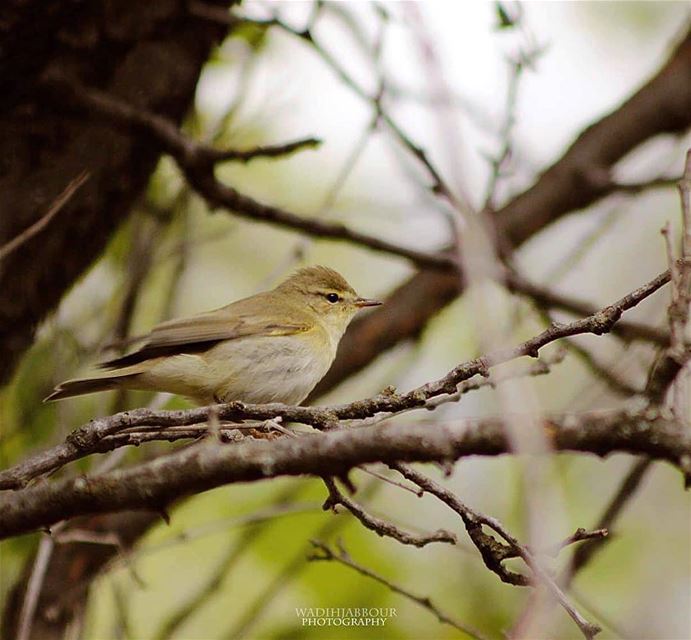 🔸willow warbler🔸🔸🔸🔸🔸 earthpix   macromood  macroclique ...