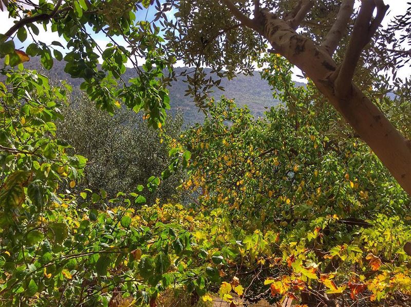 Window to nature 🌿🌱🍂☘️🌳🍃🍂  livelovebeirut  lebanonspotlights... (Baskinta, Lebanon)