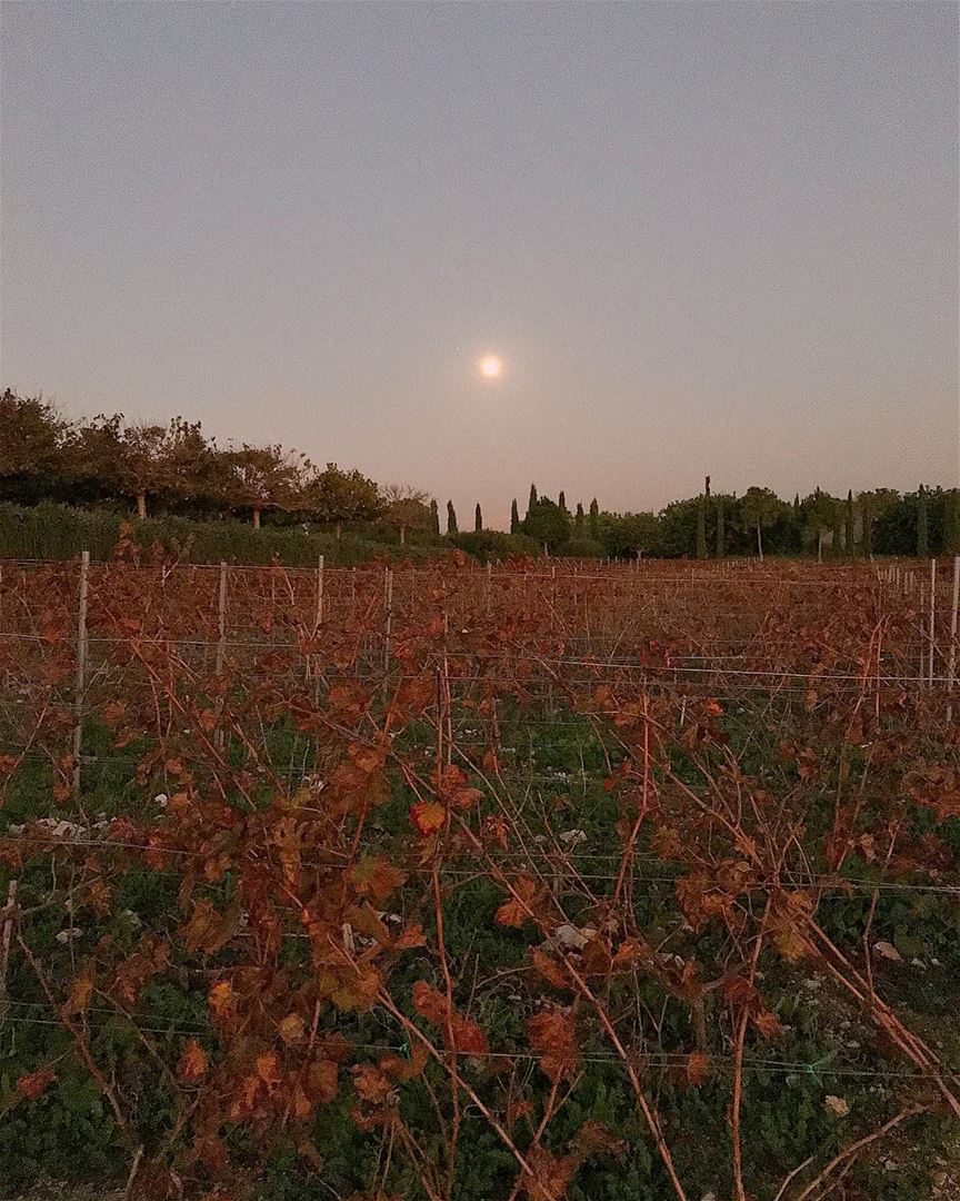  winery  ixir  ixirwinery  supermoon  moon  sunset  livelovelebanon ... (Ixir Winery)