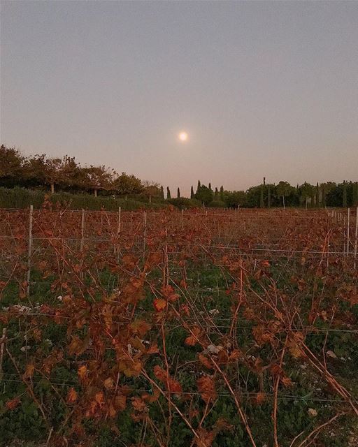  winery  ixir  ixirwinery  supermoon  moon  sunset  livelovelebanon ... (Ixir Winery)