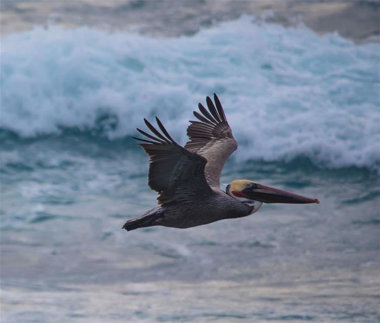 Wings of the Ocean.... pelican shot in  lajolabeach  california  usa ...