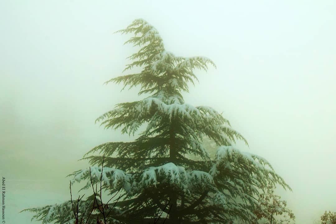 🌲❄🌲❄  Winter  AlArz  Cedars  Bsharri  Lebanon  Lebanese   village  ... (El Arz, Liban-Nord, Lebanon)