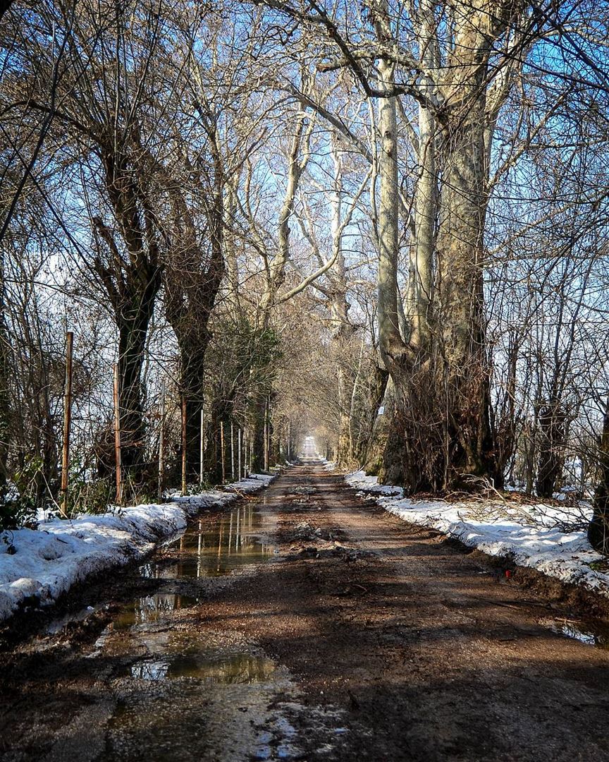 .Winter beauty ! Snowy Road and Beautiful trees at Bekaa !  livelovebekaa... (Beqaa Valley)