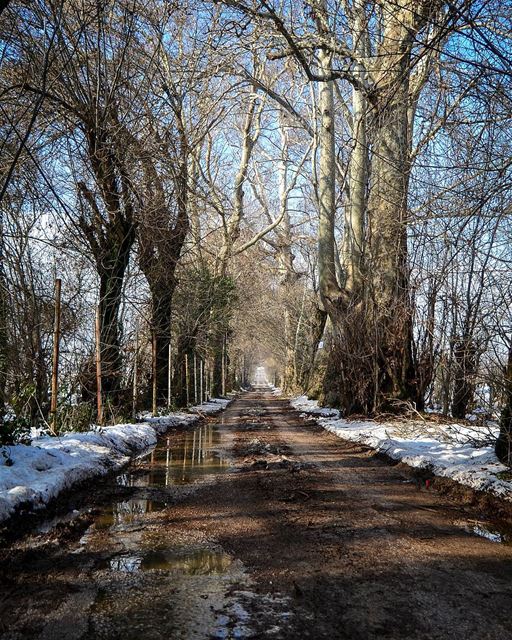 .Winter beauty ! Snowy Road and Beautiful trees at Bekaa !  livelovebekaa... (Beqaa Valley)