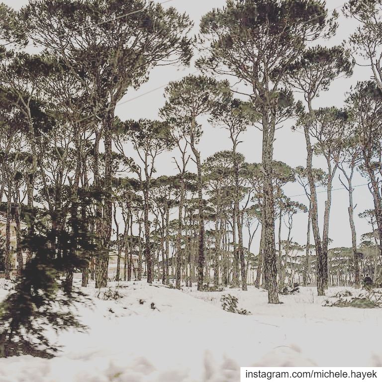 Winter F❄️rest🖤 naturephotography  landscapephotography  paysage  snow ... (Lebanon)