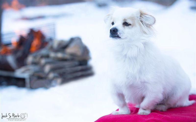 Winter is comingggg!!! 🔥❄️🐶 (Tannurin At Tahta, Liban-Nord, Lebanon)