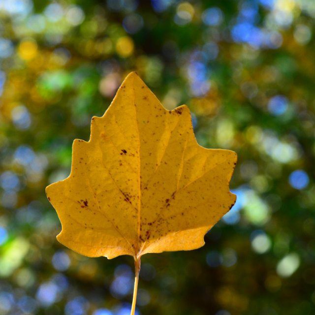 Winter is late this year , enjoying the Fall so much. Photography ... (Taanayel- Bekaa)