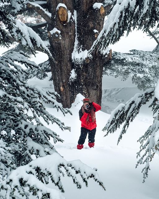 Winter Is(n’t) Coming Fast Enough. I’ve had a hot, sticky morning. A spot... (Cedars of God)