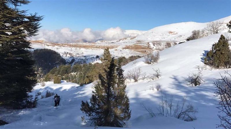 winter  livelovesnow  livelovelebanon  liveloveakkar  lebanese_nature ... (Arz Tannoûrîne)