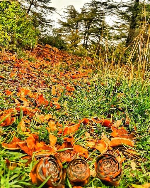 Winter roses cones  cedars  forest  lebanon  explore  untouched  niha ...