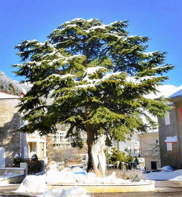 Winter's last beautiful white gown 🗻❄️🌲❄️🗻... (Ehden, Lebanon)