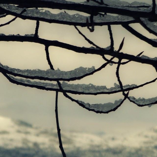  winter  season  snow  trees  branches  lebanon  livelovelebanon  ...