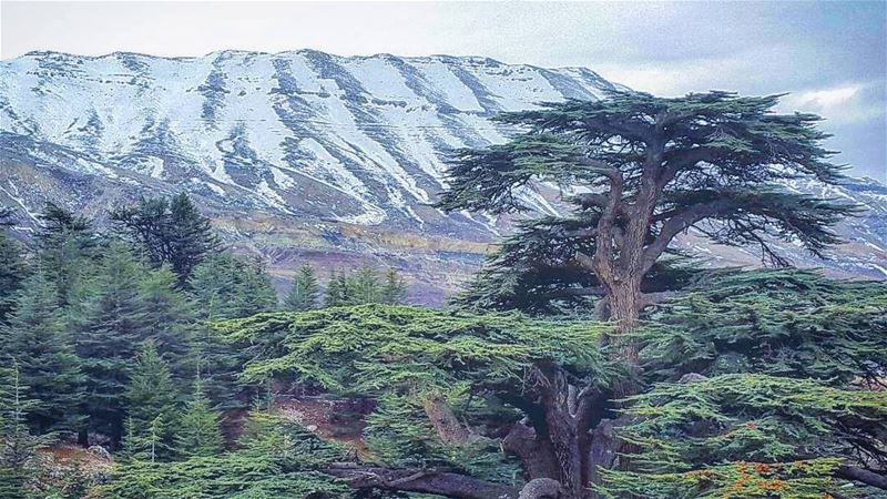 Winter wonderland.  Lebanon  LiveloveLebanon  mountains  valley  liban ... (The Cedars of Lebanon)