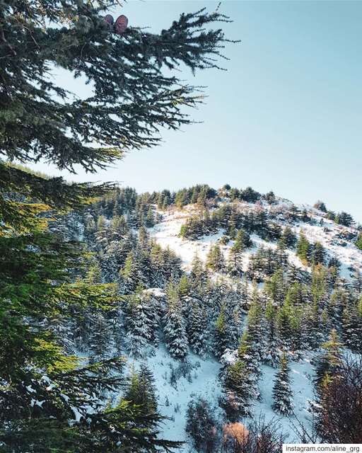 ° Winter Wonderland ° 🌲❄ snowshoeing  snow  nature  cedars  instagood ... (Ain Zhalta-Bmohray Cedar Forest)