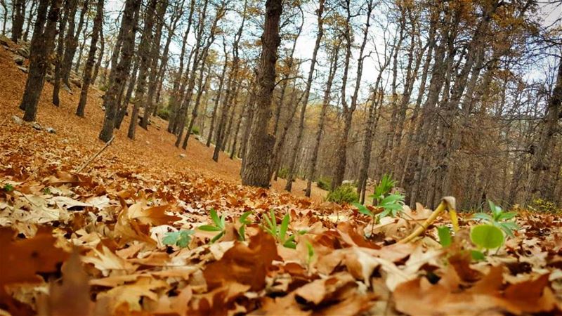  winteriscoming 🍂🍁 💚💛 ammou3a  fnaydek  forest  3ezer  trees  ironoak... (Fnaïdek, Liban-Nord, Lebanon)